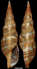 Tritonoturris poppei Vera-Pelaez and Vega-Luz, 1999