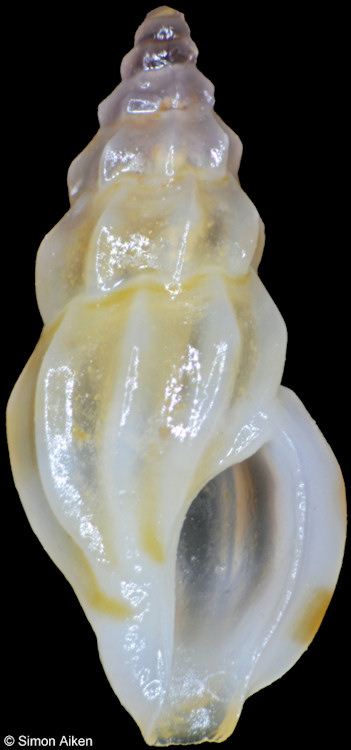 Anacithara filicinctus (E. A. Smith, 1882)