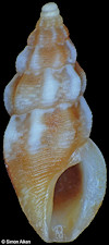 Anacithara species B
