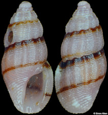 Anacithara species D