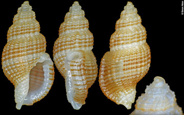 Pseudodaphnella cf. nexa (Reeve, 1845)