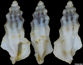 Pseudorhaphitoma species D