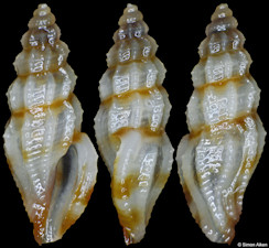 Guraleus species B