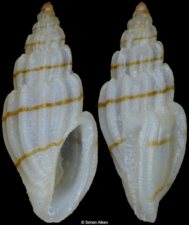 Eucithara cf. coronata (Hinds, 1843)