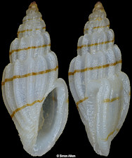 Eucithara cf. coronata (Hinds, 1843)