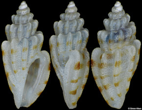 Cythara cf. lamellata (Reeve, 1846)