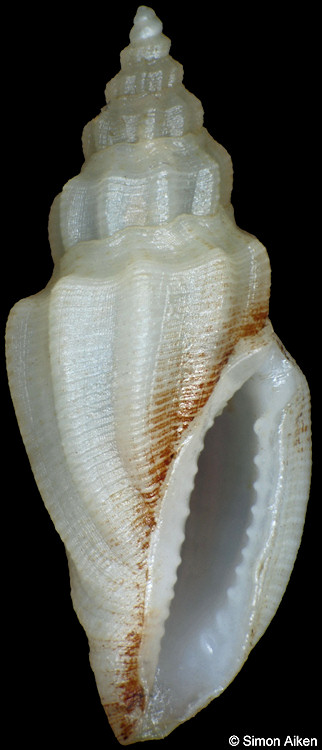 Eucithara cf. fusiformis (Reeve, 1846)