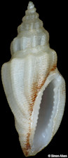 Eucithara cf. fusiformis (Reeve, 1846)