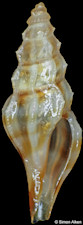 Ithycythara septemcostata (Schepman, 1913)