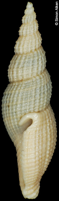Euclathurella species