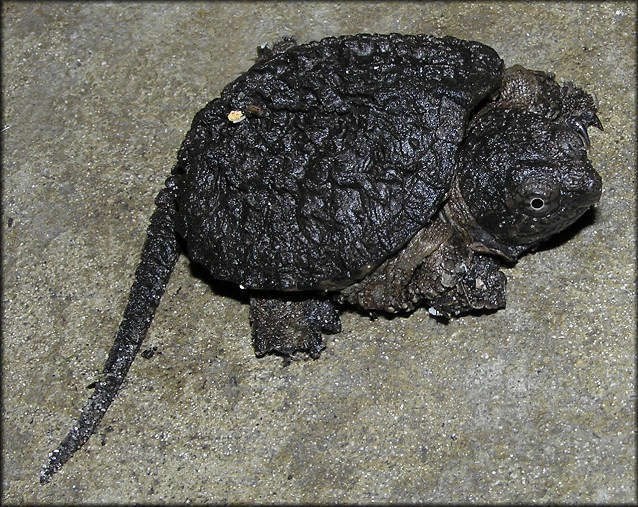 Florida Snapping Turtle [Chelydra serpentina osceola] Juvenile