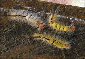 Tussock Moth Caterpillars [Orgyia leucostigma] 