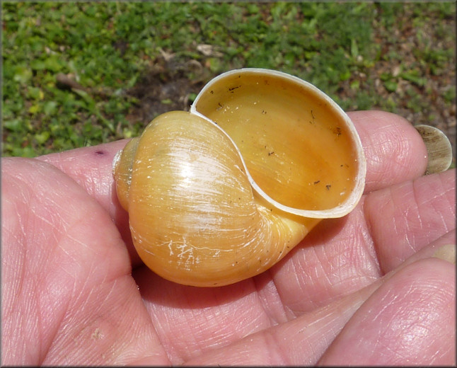 Gold Colored Pomacea paludosa From The Lake
