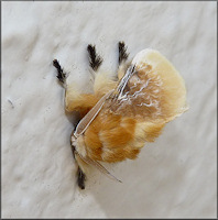 Southern Flannel Moth [Megalopyge opercularis] Male