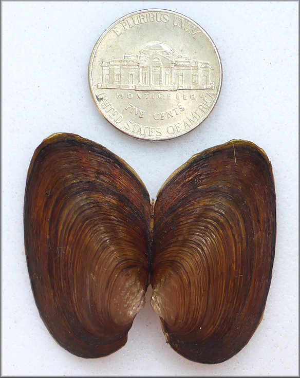 Uniomerus carolinianus (Bosc, 1801) Florida Pondhorn Juvenile