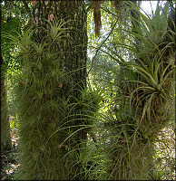 Giant Wild Pine [Tillandsia utriculata]
