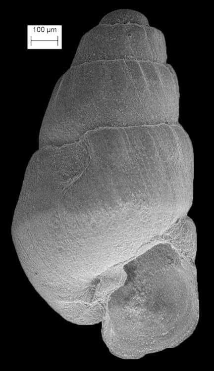 Parthenina varia (Od, 1993) Fossil Specimen