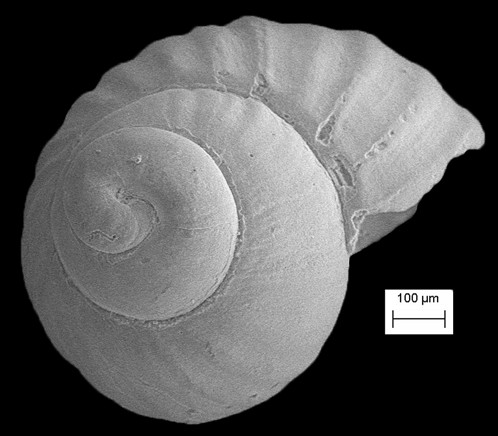 Parthenina varia (Od, 1993) Fossil Specimens
