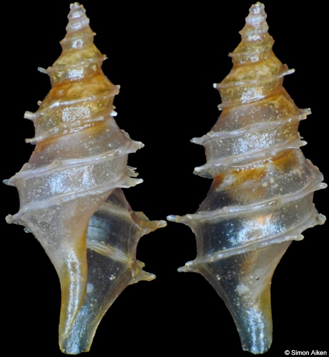 Veprecula polyacantha Stahlschmidt, Chino and Kilburn, 2012