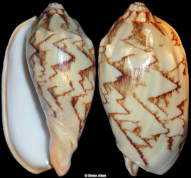 Cymbiola vespertilio (Linnaeus, 1758) Sinistral