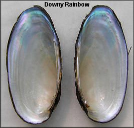 Villosa villosa (B. H. Wright, 1898) Downy Rainbow