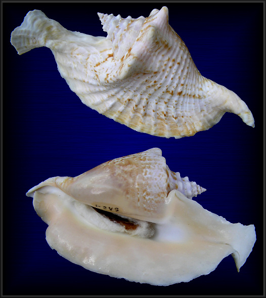 Lobatus gallus (Linnaeus, 1758) Roostertail Conch