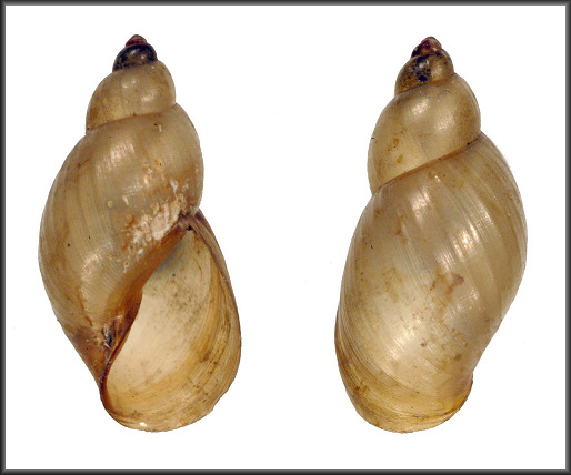 Pseudisidora rubella (I. Lea, 1841)