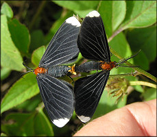 White-tipped Black Moth (Melanchroia chephise) Mating