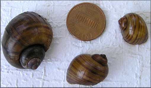 Assorted juvenile Pomacea maculata specimens from the Pell Road ditch