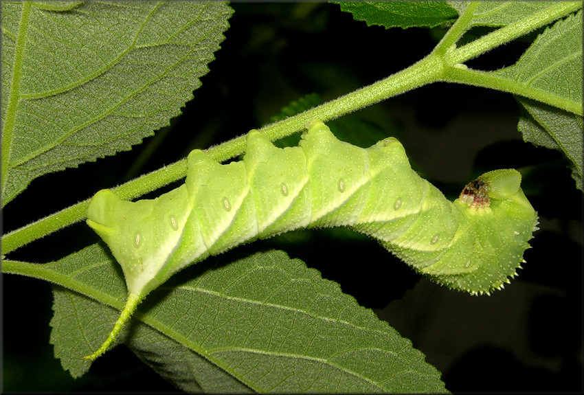 Waved Sphinx Moth Caterpillar [Cratomia undulosa]