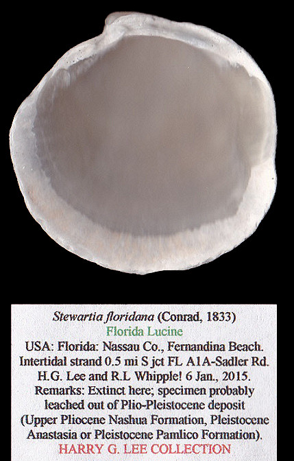Stewartia floridana (Conrad, 1833) Florida Lucine