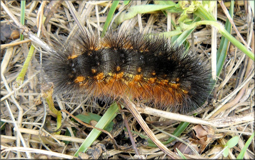Salt Marsh Moth [Estigmene acrea] Caterpillar