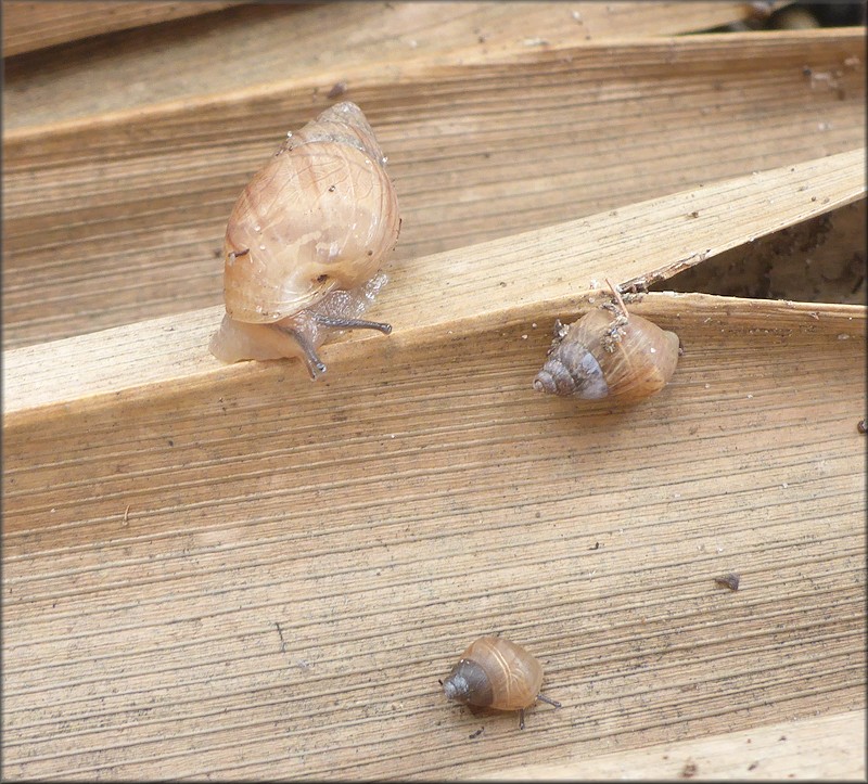 Bulimulus sporadicus At Intersection Of Beach And Southside Boulevards