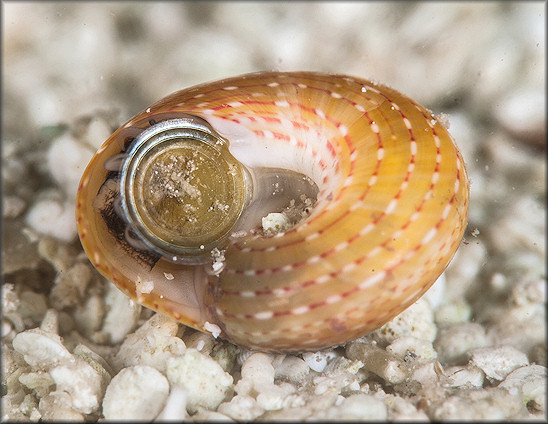 Tegula fasciata (Born, 1778) Silky Tegula