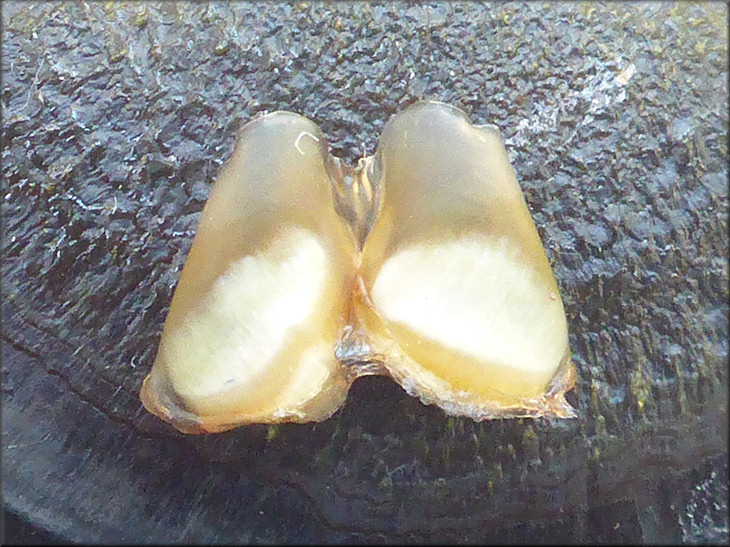 Pomacea canaliculata (Lamarck, 1822) Chitinous Jaws