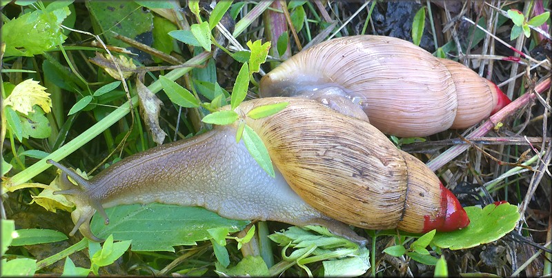 Euglandina rosea (Frussac, 1821) Pre/Post Mating In Situ