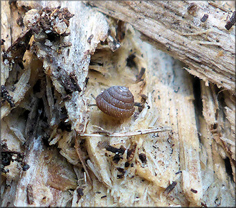Strobilops texasianus Pilsbry and Ferriss, 1906 Southern Pinecone In Situ