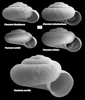 Comparison Of Selected Punctidae