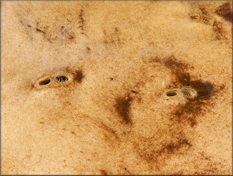 Corbicula fluminea (Müller, 1774) Asian Clam In Situ