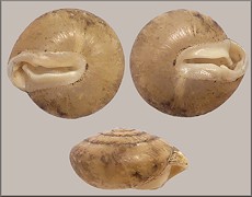 Stenotrema blandianum (Pilsbry, 1903) Missouri Slitmouth Cotypes