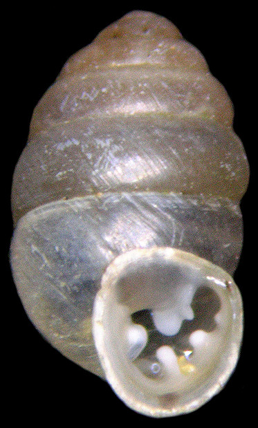 Gastrocopta armifera (Say, 1821) Armed Snaggletooth