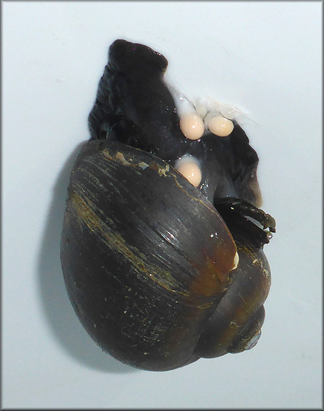 Pomacea paludosa (Say, 1829) Florida Applesnail Depositing Eggs
