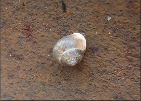 Helicina (Olygyra) orbiculata (Say, 1818) Globular Drop In Situ