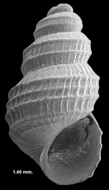 Melanoides tuberculata (Müller, 1774) Red-rim Melania