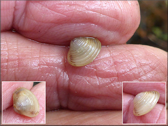 Corbicula fluminea (Müller, 1774) Asian Clam Juvenile