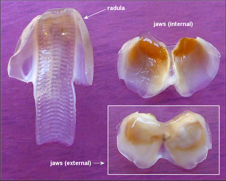 Pomacea maculata G. Perry, 1810 Radula And Chitinous Jaws