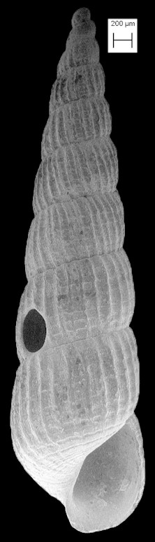 Turbonilla (Pyrgiscus) stimpsoni Bush, 1899