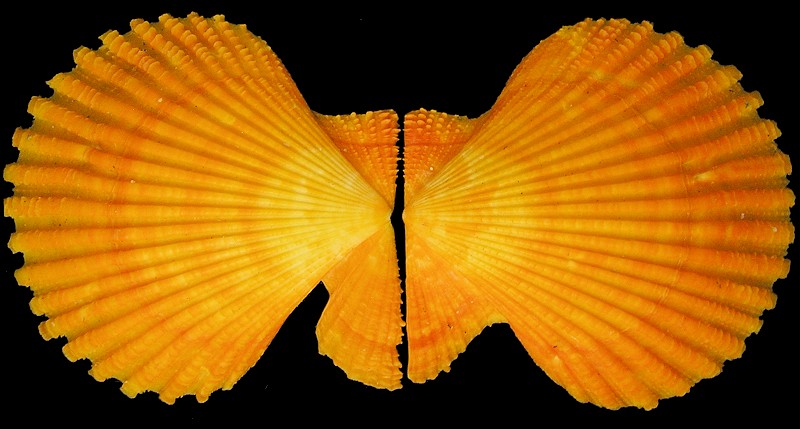 Mimachlamys crassicostata (G. B. Sowerby II, 1842)