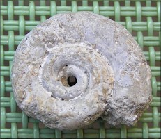 Planorbella duryi (Wetherby, 1879) Seminole Rams-horn Moldic Fossil 