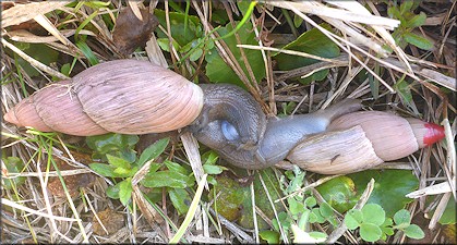 Euglandina rosea (Frussac, 1821) Mating In Situ
